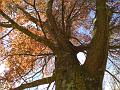 Autumn, Elm Avenue, Univesity of New England DSC00687